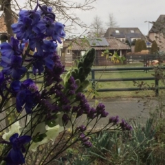 bloemen Sandy