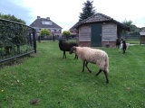 IMG_20200711_142746