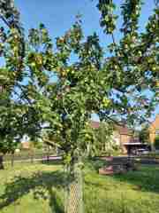 06appelboom