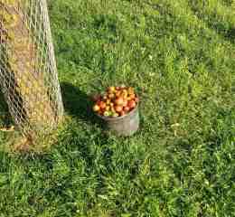 07appels