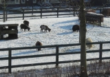 Op zoek naar gras onder de sneeuw
