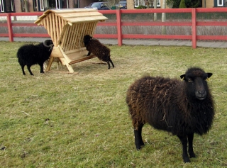 Dieren