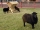 Dieren