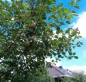 Rijpend in de augustzon