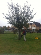 Appels vangen