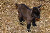 Een van de lammetjes van Suzy, enkele uren na de bevalling