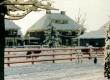 Pony Blacky in de winter van 2002