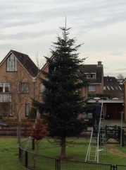1412 kerstboom 2