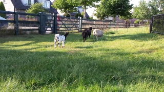 1507 met de schapen mee