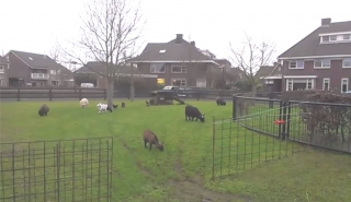 1601 - 3 geiten 3 schapen 4 kippen