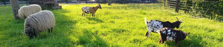 Het Horseler Weitje